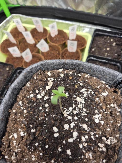 Just another lemon tree (Cana edition). Week 0