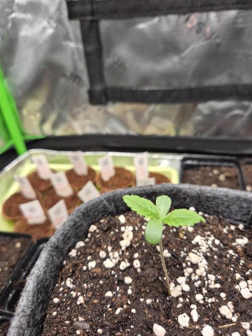 Just another lemon tree (Cana edition). Week 0