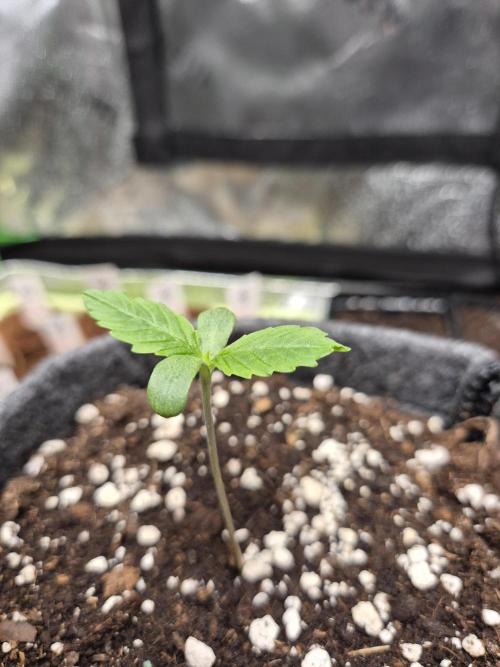 Just another lemon tree (Cana edition). Week 0