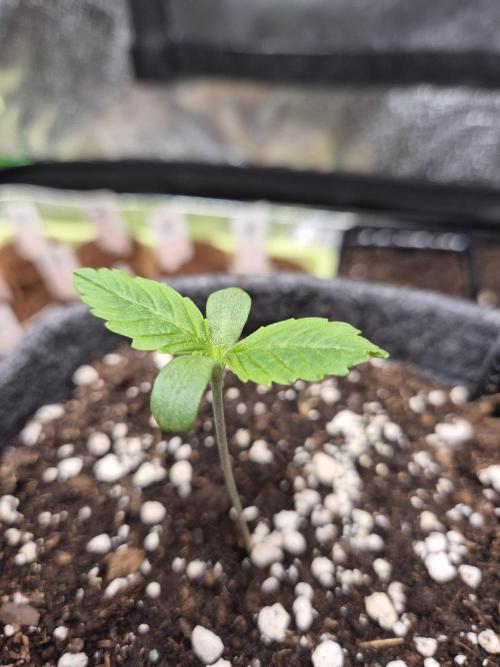 Just another lemon tree (Cana edition). Week 0