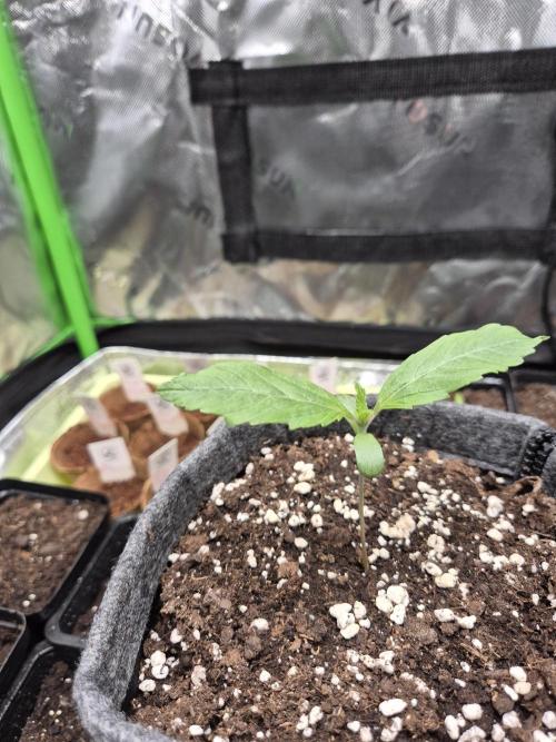 Just another lemon tree (Cana edition). Week 1