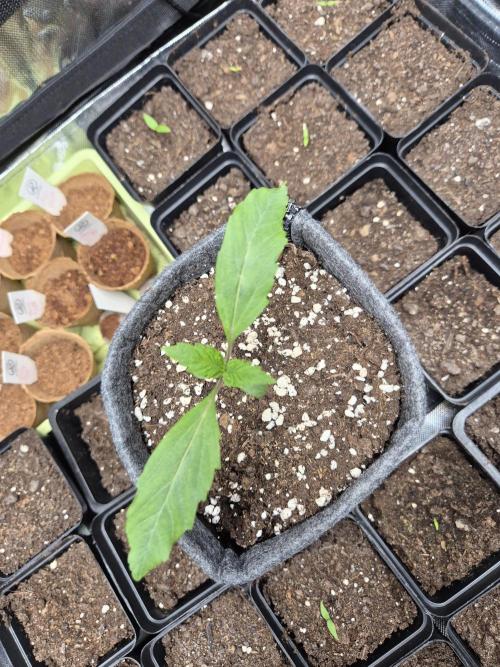 Just another lemon tree (Cana edition). Week 1