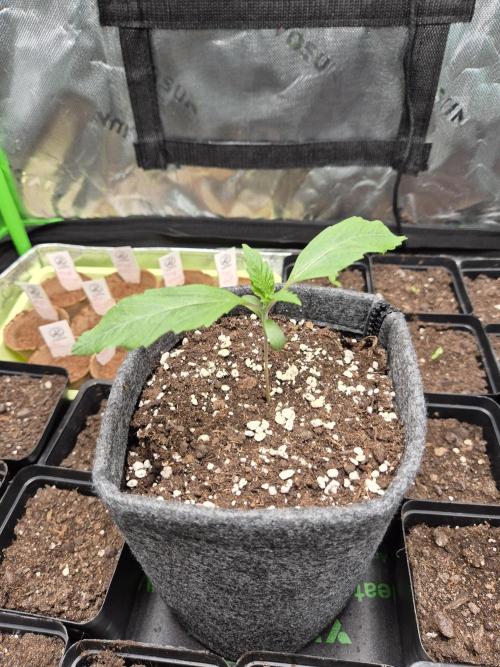 Just another lemon tree (Cana edition). Week 1