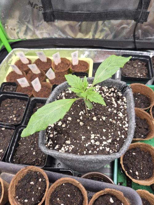 Just another lemon tree (Cana edition). Week 1