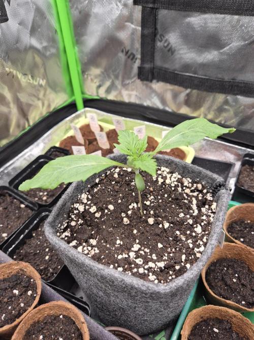 Just another lemon tree (Cana edition). Week 1