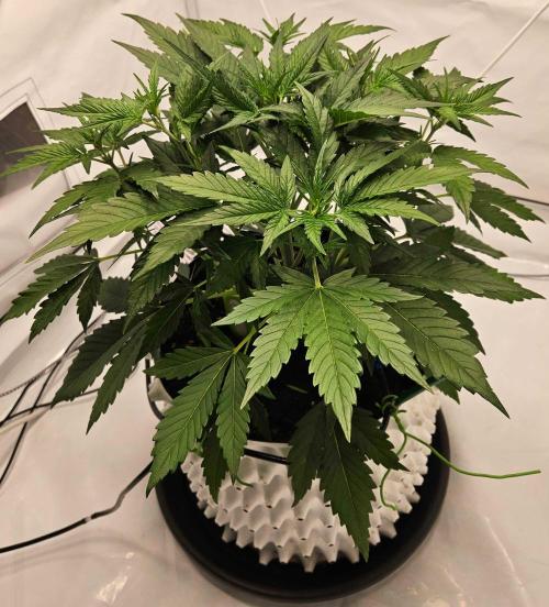 Guava Auto October 25. Week 3