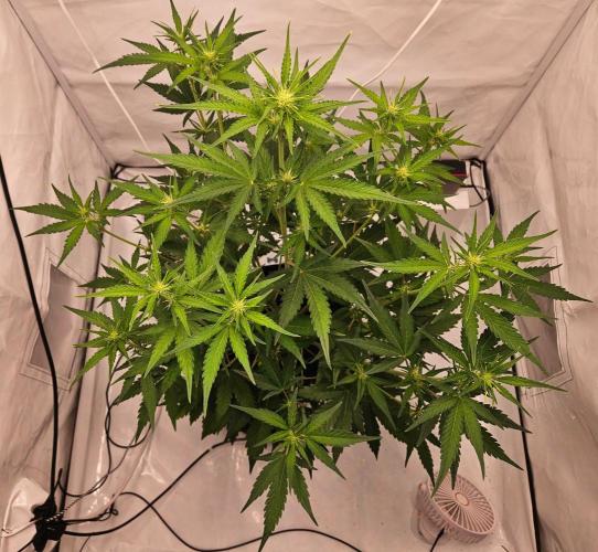 Guava Auto October 25. Week 4