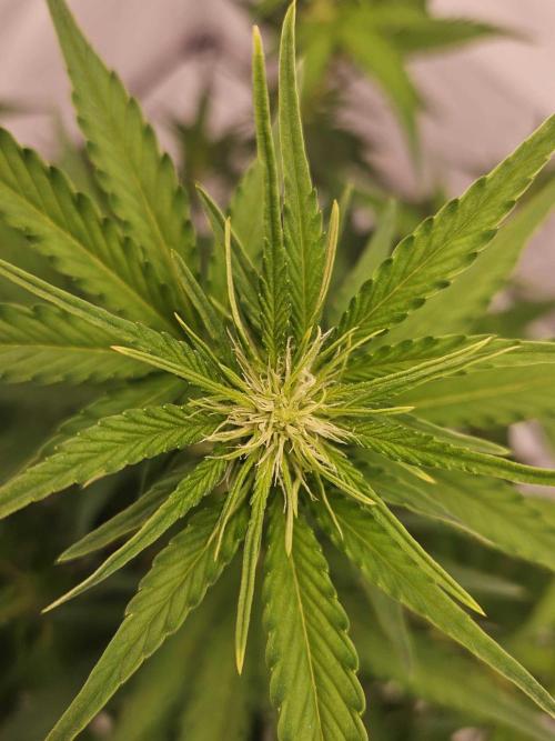 Guava Auto October 25. Week 4