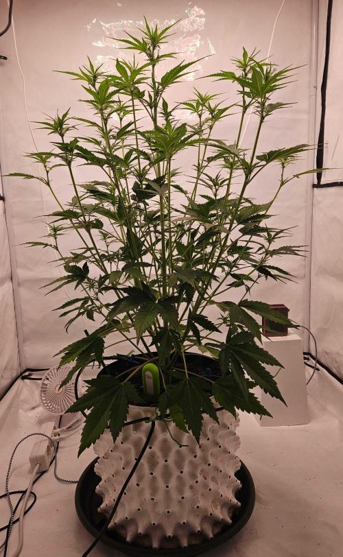 Guava Auto October 25. Week 4