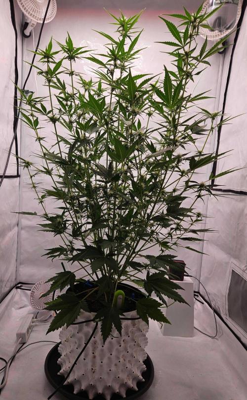 Guava Auto October 25. Week 5