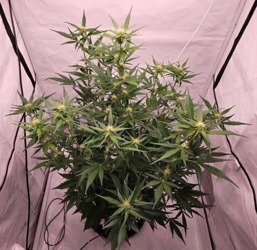 Guava Auto October 25. Week 5