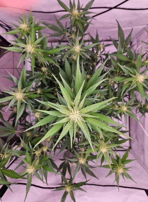 Guava Auto October 25. Week 5