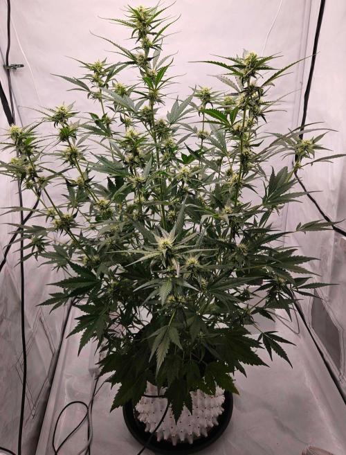 Guava Auto October 25. Week 6