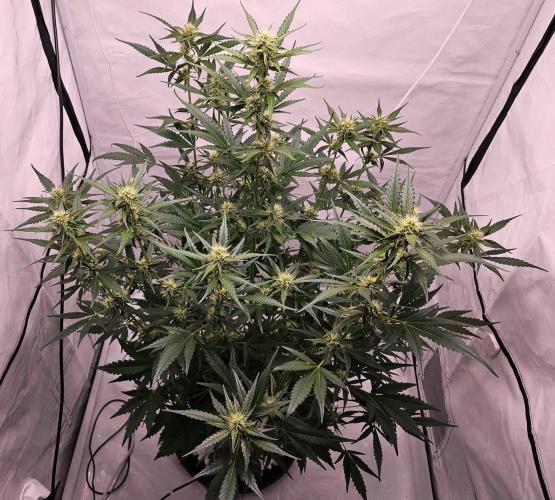 Guava Auto October 25. Week 6