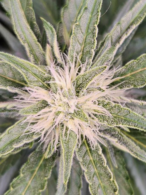 Guava Auto October 25. Week 6