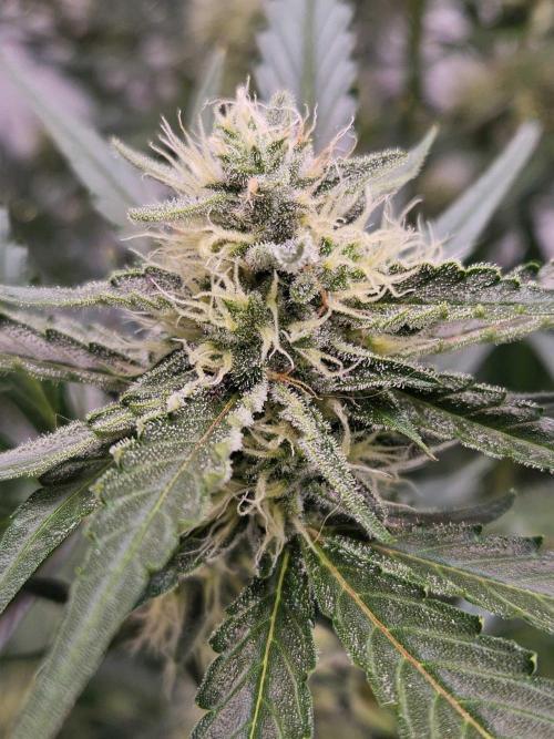 Guava Auto October 25. Week 7