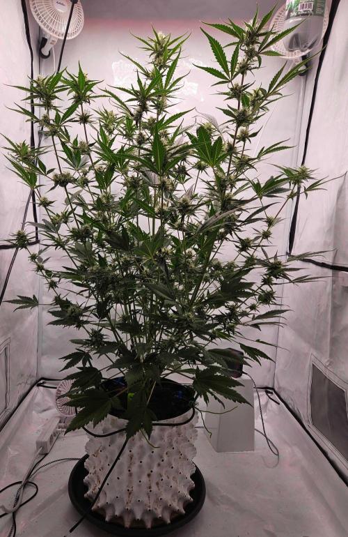 Guava Auto October 25. Week 7