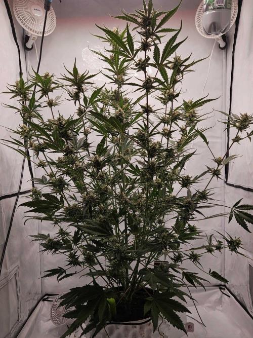 Guava Auto October 25. Week 8