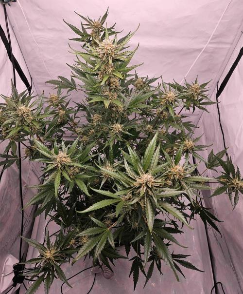 Guava Auto October 25. Week 8