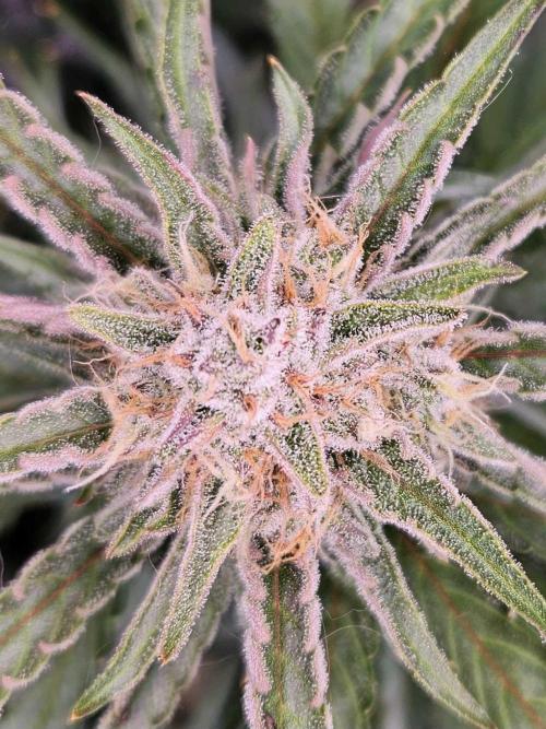 Guava Auto October 25. Week 8