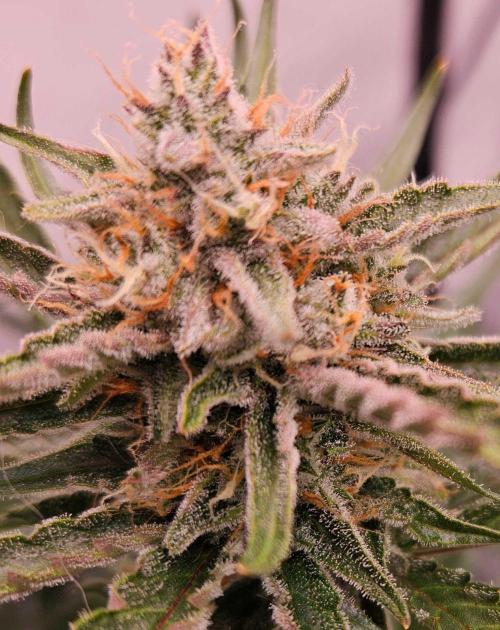 Guava Auto October 25. Week 8