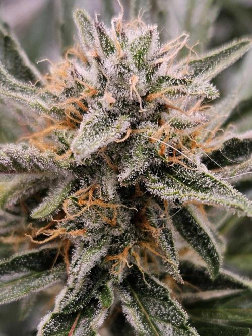 Guava Auto October 25. Week 9