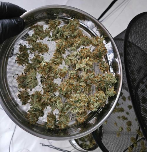 Guava Auto October 25. Week 9