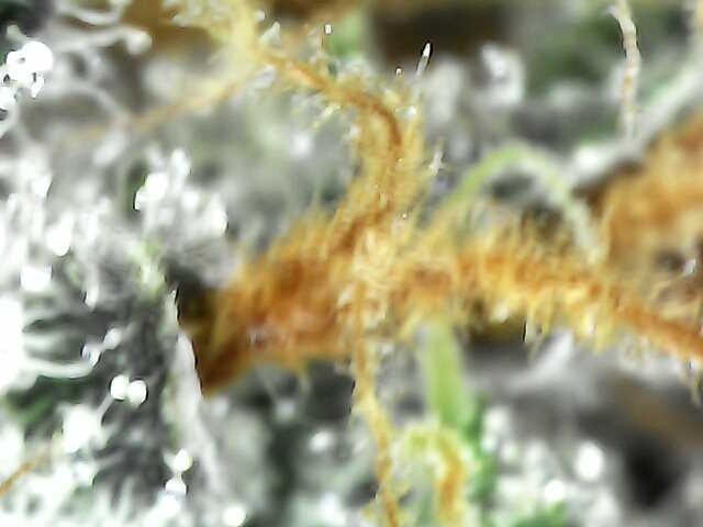 Guava Auto October 25. Week 9