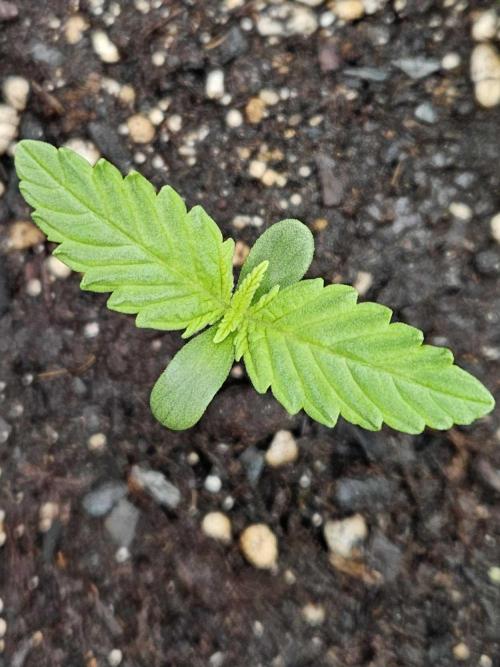 Banana Purple Punch RF3 December 2025. Week 1