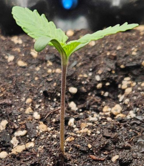 Banana Purple Punch RF3 December 2025. Week 1