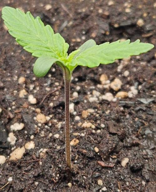 Banana Purple Punch RF3 December 2025. Week 1