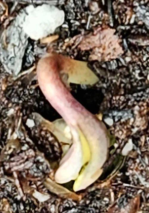 Banana Purple Punch RF3 December 2025. Week 1