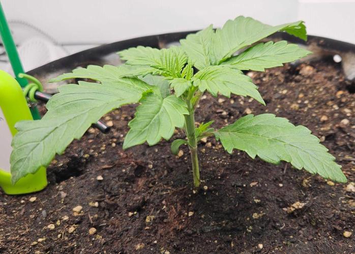 Banana Purple Punch RF3 December 2025. Week 2