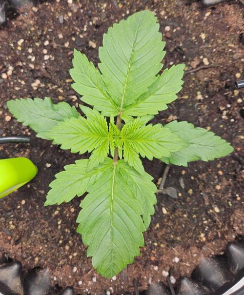 Banana Purple Punch RF3 December 2025. Week 2