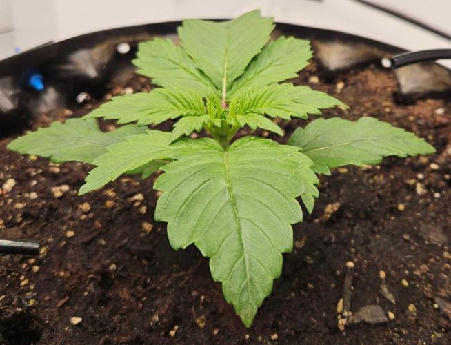 Banana Purple Punch RF3 December 2025. Week 2