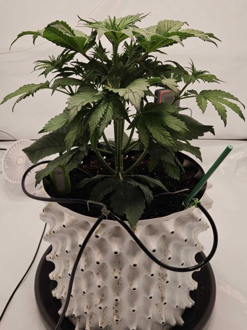 Banana Purple Punch RF3 December 2025. Week 3