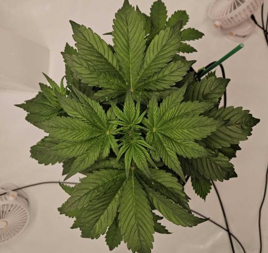 Banana Purple Punch RF3 December 2025. Week 3