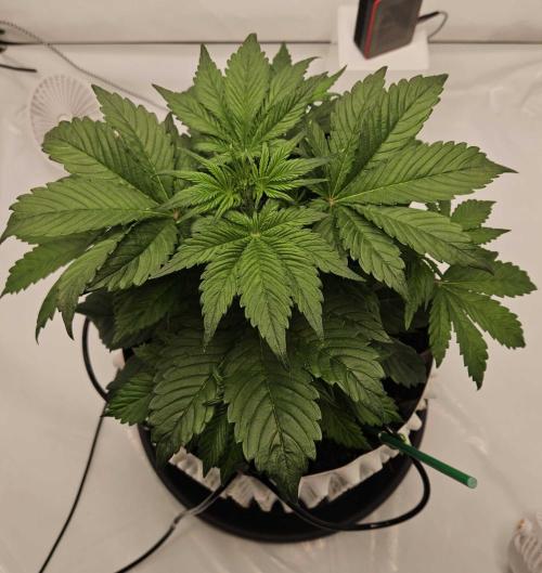 Banana Purple Punch RF3 December 2025. Week 3