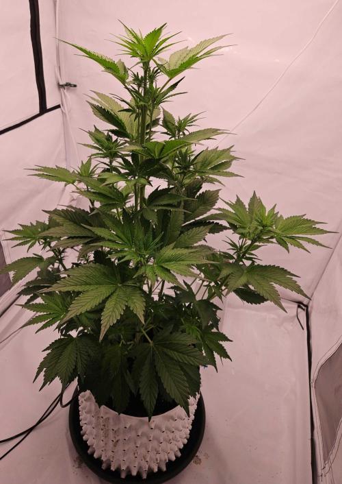 Banana Purple Punch RF3 December 2025. Week 4