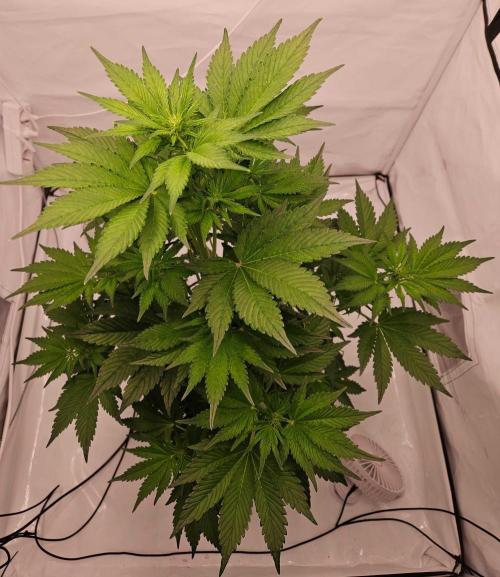 Banana Purple Punch RF3 December 2025. Week 4