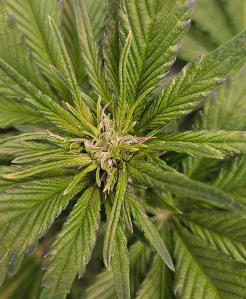 Banana Purple Punch RF3 December 2025. Week 4