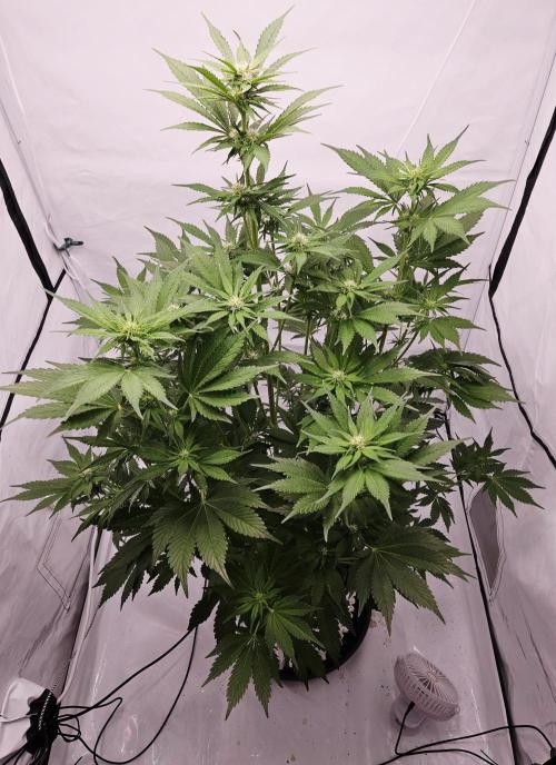 Banana Purple Punch RF3 December 2025. Week 5