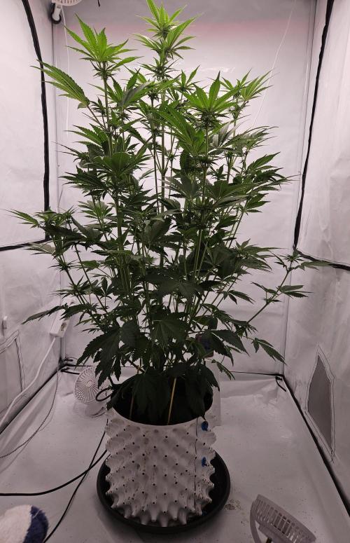 Banana Purple Punch RF3 December 2025. Week 5