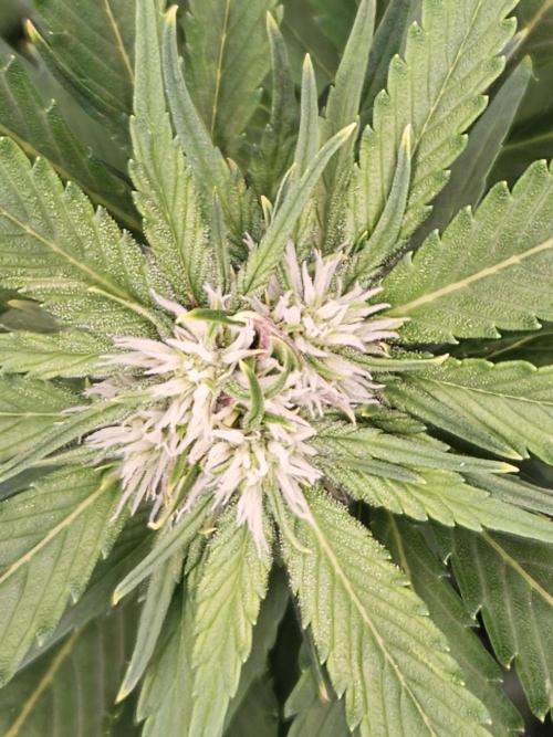 Banana Purple Punch RF3 December 2025. Week 5