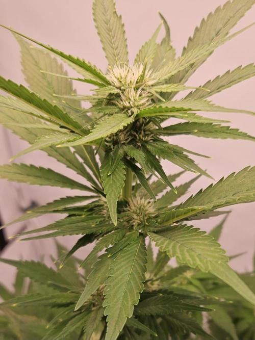 Banana Purple Punch RF3 December 2025. Week 5