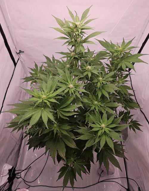 Banana Purple Punch RF3 December 2025. Week 5