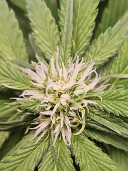 Banana Purple Punch RF3 December 2025. Week 5