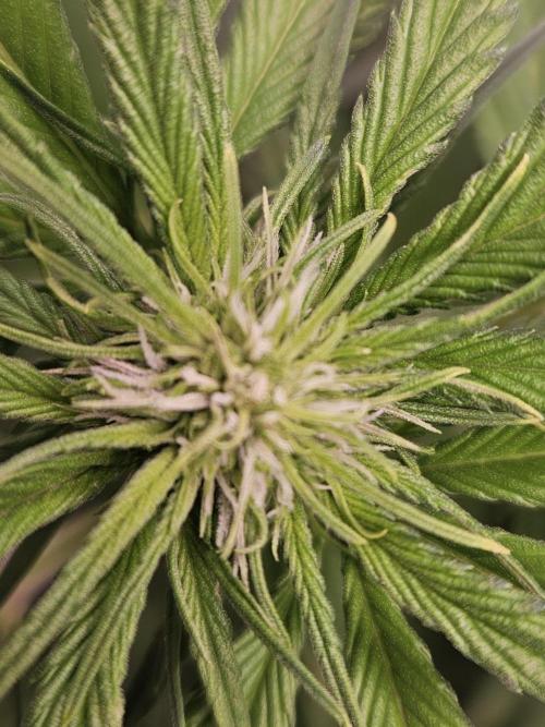 Banana Purple Punch RF3 December 2025. Week 5