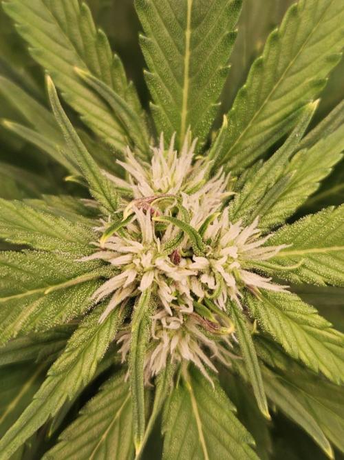 Banana Purple Punch RF3 December 2025. Week 5