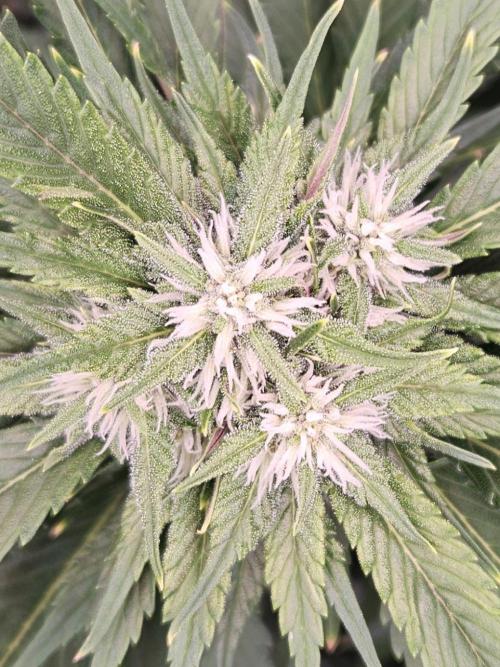 Banana Purple Punch RF3 December 2025. Week 6 - Sehr zaghaft kommt purple durch